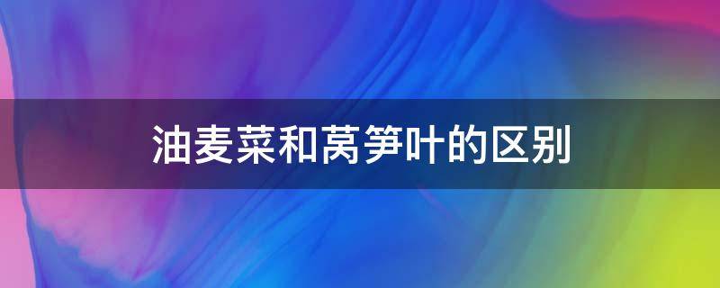 油麦菜和莴笋叶的区别 油麦菜和莴笋叶是不是同一种菜