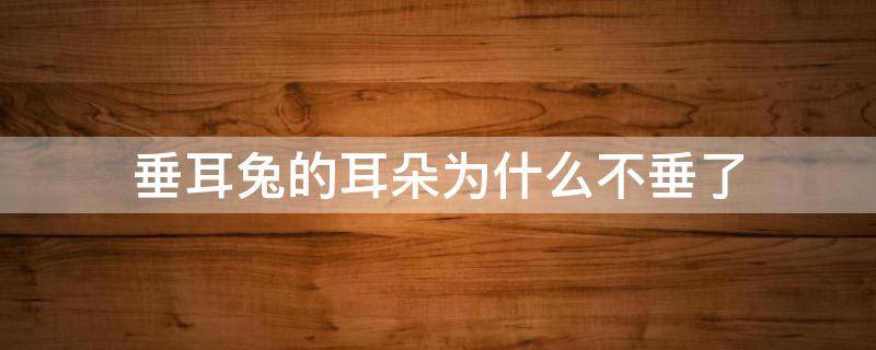 垂耳兔的耳朵为什么不垂了 垂耳兔为什么一个耳朵垂一个耳朵不垂