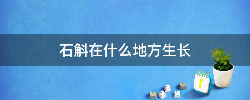 石斛在什么地方生长 野生石斛喜欢长在什么地方