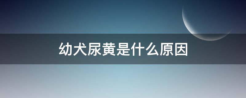 幼犬尿黄是什么原因 幼犬尿黄是什么原因引起的