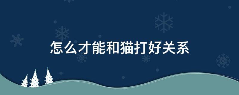 怎么才能和猫打好关系 怎样跟一只猫打好关系