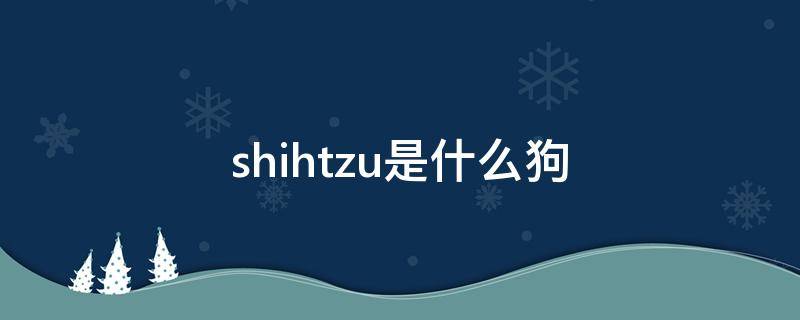 shihtzu是什么狗（maltese shihtzu是什么狗）