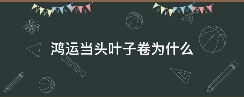 鸿运当头叶子卷为什么 为什么鸿运当头的叶子会卷呢