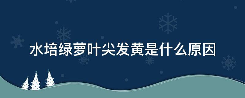 水培绿萝叶尖发黄是什么原因（水培绿萝有黄叶是怎么回事）