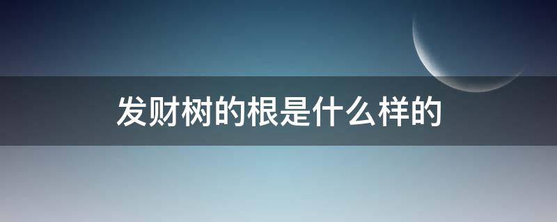 发财树的根是什么样的（发财树有根么）