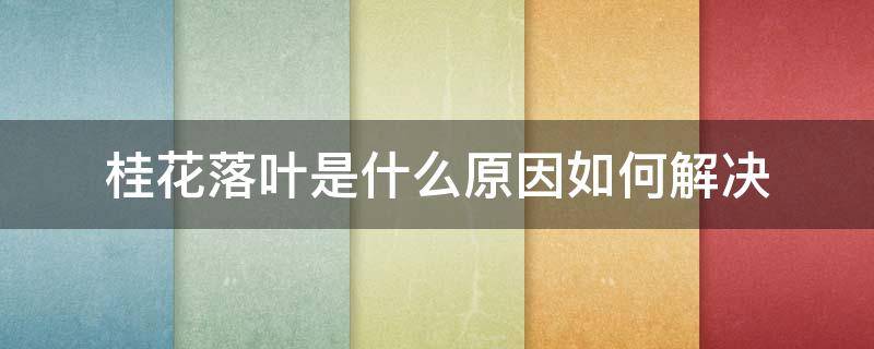 桂花落叶是什么原因如何解决（桂花树落叶了是什么原因应该怎样治疗）