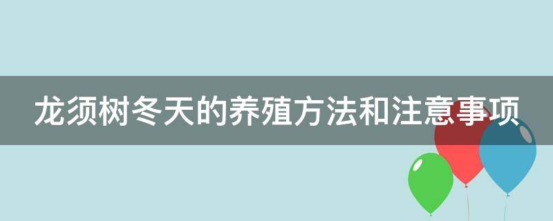 龙须树冬天的养殖方法和注意事项 龙须树冬天的养殖方法和注意事项视频