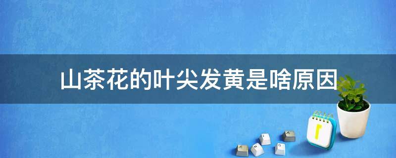 山茶花的叶尖发黄是啥原因 山茶花叶尖发黄是什么原因