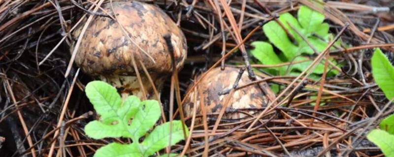 新鲜的野生菌怎么保存 野生菌怎样保存新鲜