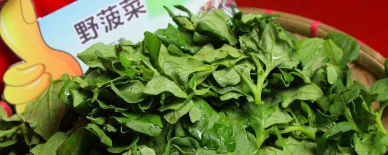 野菠菜怎么吃（野菠菜怎么吃通便）