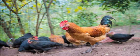 鸡的生物学分类 鸡的生物学分类等级