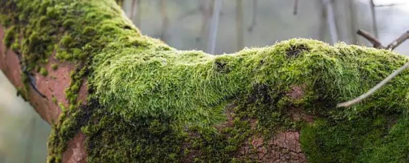 河水石头上的野生苔藓有什么功效