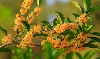 家里屋前屋后能栽桂花树吗 屋后可以栽桂花树吗