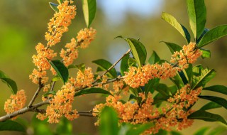 按风水的说法家里可栽养桂花树吗 栽桂花树有什么风水说法