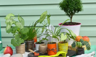 藤本植物有哪些植物（藤本植物有哪些植物园林手绘）