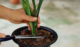 兰花鳞茎种植技巧 兰花鳞茎种植技巧视频