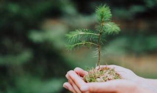 迎客松的种植技巧（迎客松的种植方法）