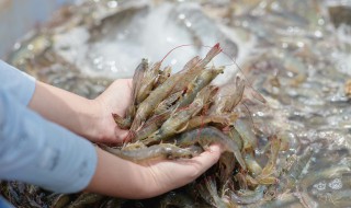 虾是怎么繁殖的 虾是怎么繁殖的视频