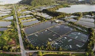 水稻田怎样养殖草鱼（稻田养草鱼技术）