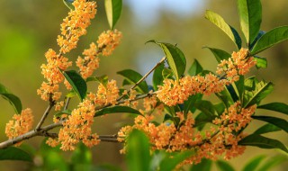 家里能栽桂花吗风水学 家里养桂花树的风水