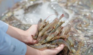 钓鱼虾饵如何制作方法 钓鱼虾饵如何制作方法视频教程