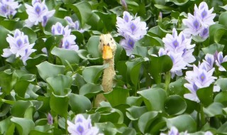 水葫芦怎么繁殖（水葫芦怎么繁殖出来的）