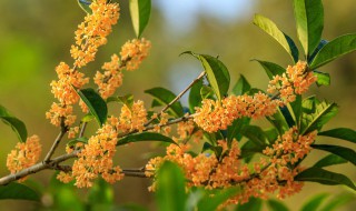 桂花树种子怎样育苗 桂花树种子怎样育苗的