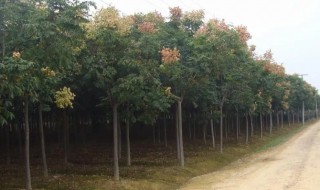 黄山栾树如何育苗 黄山栾树种植经验