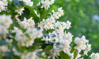 12个室内园艺技巧养花种植必学 室内花园植物