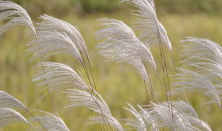 芦苇养殖技巧 芦苇养殖技巧和方法