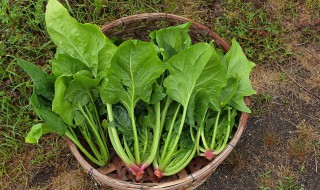 菠菜炒豆腐怎么做 菠菜炒豆腐怎么做好吃