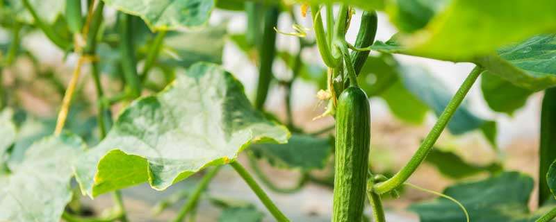 黄瓜霜霉病特效药 黄瓜霜霉病特效药191农资人农技社区