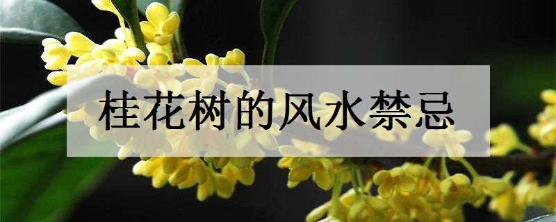 桂花树的风水禁忌（桂花树的寓意和象征风水）