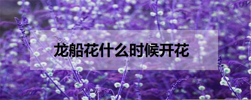 洛神花什么时候开花（洛神花会开花吗）