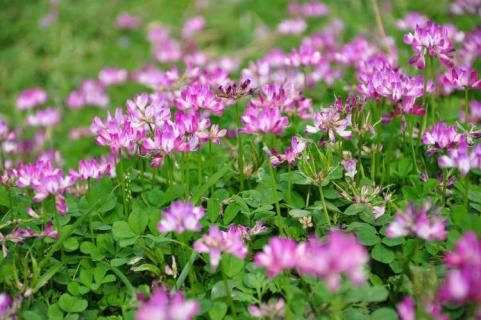 4月开紫色花的野花有哪些 4月开的紫色的花