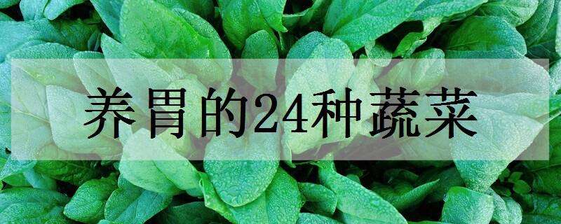 养胃的24种蔬菜（养胃的24种蔬菜 暖胃）