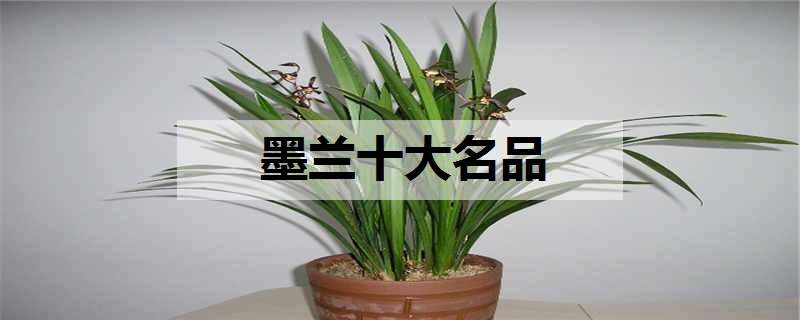 墨兰十大名品 墨兰十大名品图照片