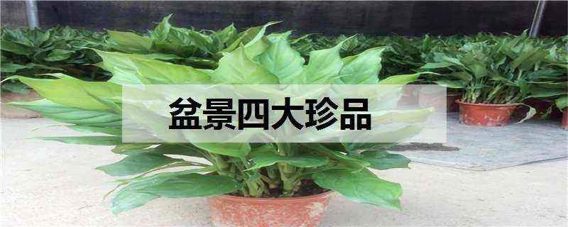 盆景四大珍品（盆景四大珍品黄荆树）