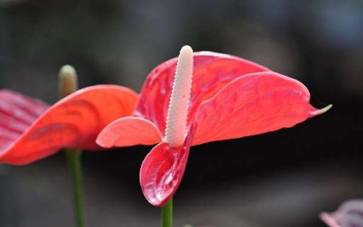 适合家里养的花有哪些（室内最好养10种花）