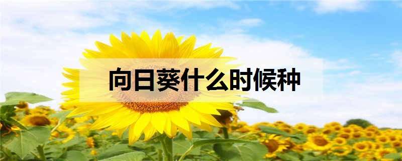 向日葵什么时候种 向日葵什么时候种怎么种