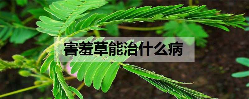 害羞草能治什么病（害羞草能治什么病图片）