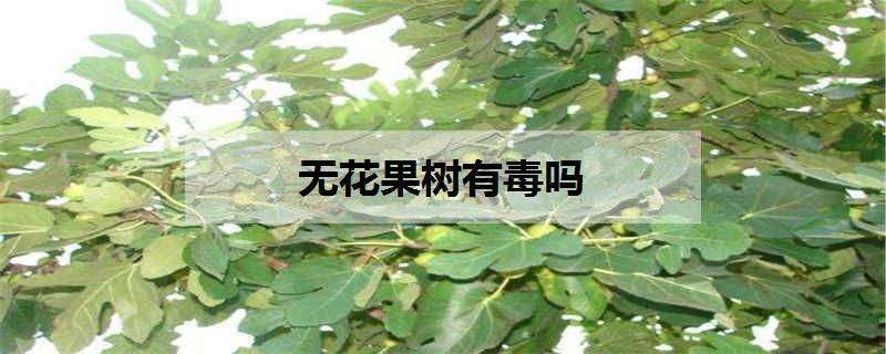 无花果树有毒吗（无花果树有毒吗能不能吃）