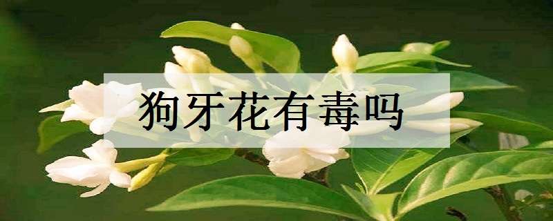 狗牙花有毒吗（狗牙花有毒吗图片）