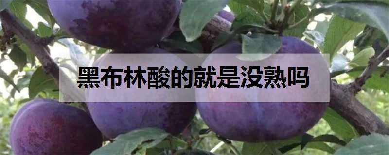 黑布林酸的就是没熟吗 黑布林酸不酸