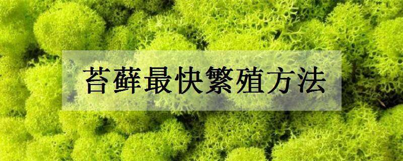 苔藓最快繁殖方法（吸水石苔藓最快繁殖方法）