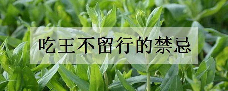 吃王不留行的禁忌 吃王不留行片