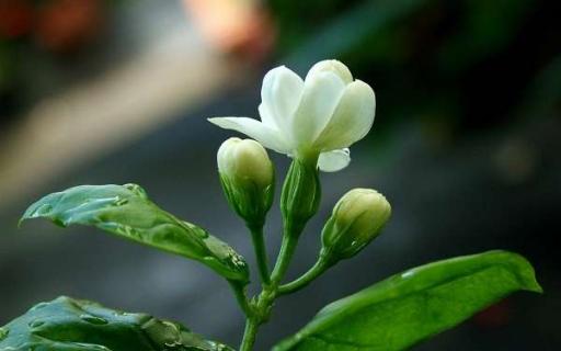 茉莉盆栽怎么养才能长得好 茉莉盆栽怎么养才能长得好看