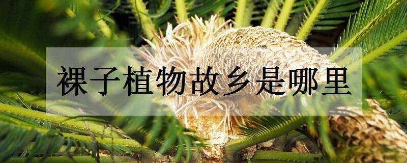 裸子植物的故乡是哪里（素有裸子植物故乡美称的国家）