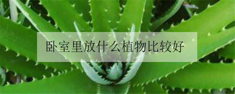 卧室里放什么植物比较好（卧室里放什么植物比较好风水）