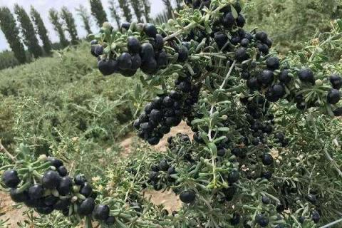 花青素含量高的食物 花青素有哪些功效